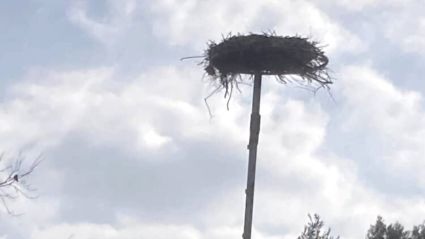 Yaban hayatı gözlemcisinden leyleğin bozulan yuvası için çağrı