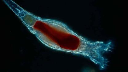 24 bin yıldır donmuş halde bulunan canlı yeniden hayata döndü