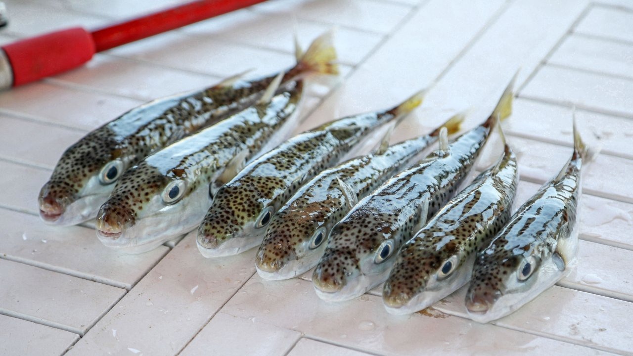 50 milyon balığın sisteme girişi önlendi