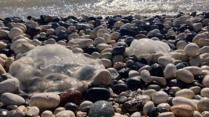 Sahile vuran denizanalarıyla ilgili uzmanı uyardı