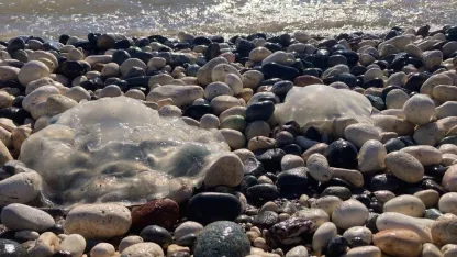 Sahile vuran denizanalarıyla ilgili uzmanı uyardı