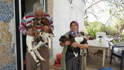 Keçileriyle ömür geçirdiler, şikayetle yıkıldılar: "Uykularımız kaçtı"