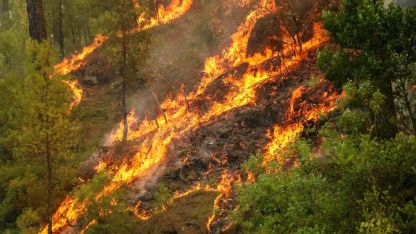 Türkiye’nin ormanları tehdit altında