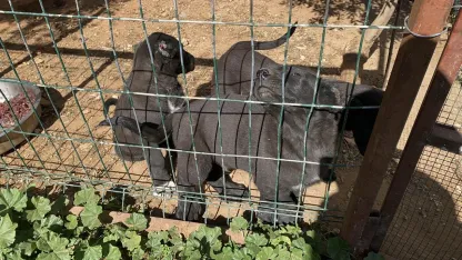 Yavru köpeklere bu yapılır mı! 327 bin TL para cezası