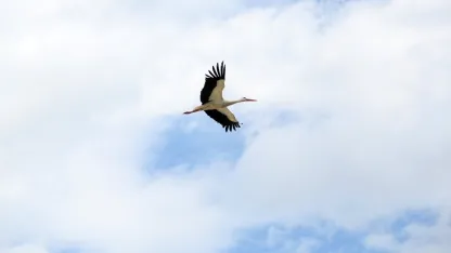 Leyleklerin ‘yuva’ kararsızlığı