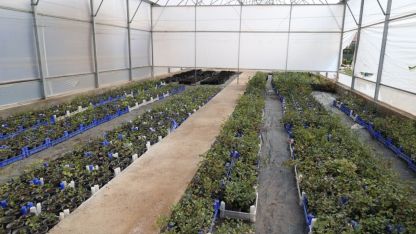 Büyükşehirden üreticiye destek