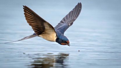 Antalya'ya kuş yağıyor