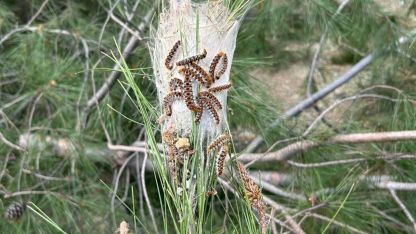 Çam kese böceğine karşı doğaya 'terminatör böcek' salındı