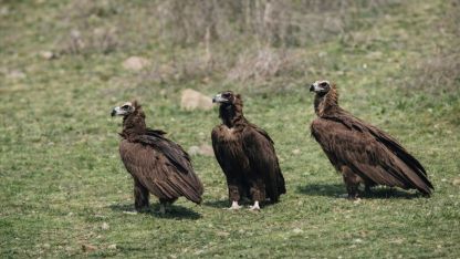 Dev kanatlar Kızılcahamam’da görüntülendi