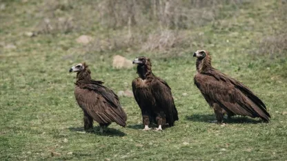 Dev kanatlar Kızılcahamam’da görüntülendi