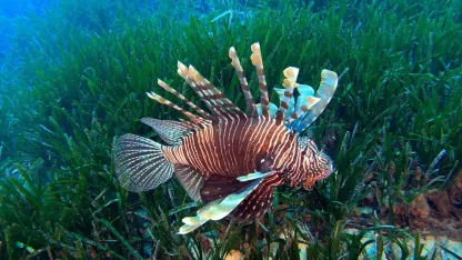 İstilacılar besin zincirini zorluyor