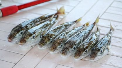 50 milyon balığın sisteme girişi önlendi