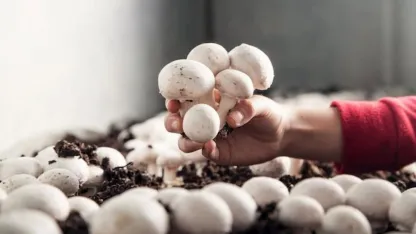 Korkuteli’de mantar yetiştiriciliği kursu