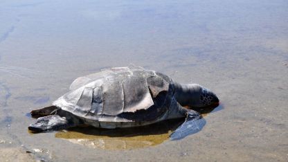 Caretta caretta ölüsü sahile vurdu