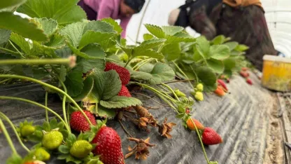 Tarla ile market rafları arasındaki farka üretici bile inanamıyor