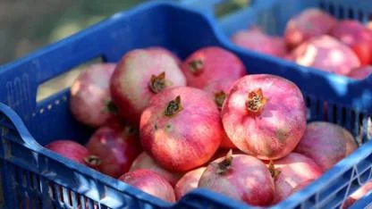 Akdeniz Üniversitesi yerel ürünlerin coğrafi tescil süreçlerine bilimsel katkı sağlıyor