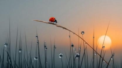 Ankara’ya bahar gelmiş