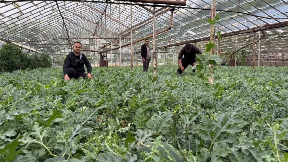 Antalya’da  kış karpuzu hasadı için geri sayım başladı
