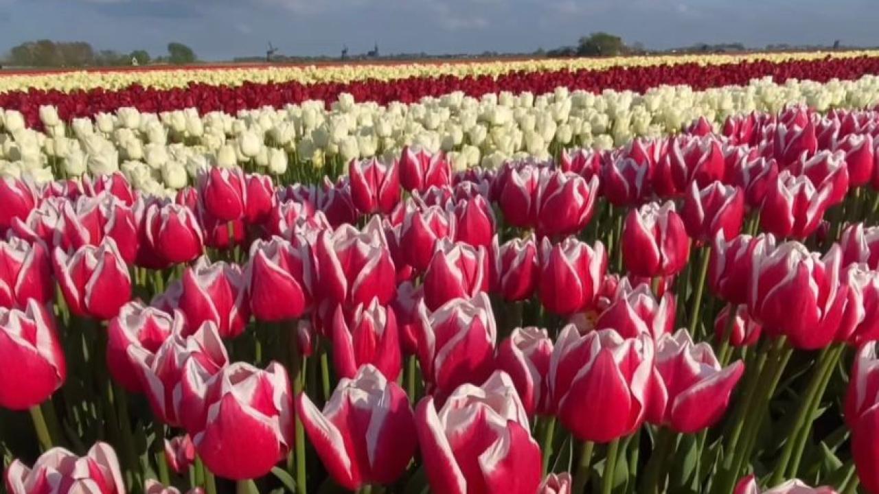 Bir çiçeğin uzun yolculuğu: "Osmanlı’dan Hollanda’ya Lale”