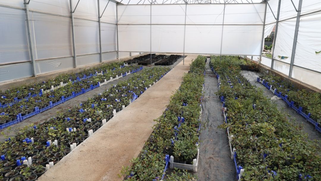 Büyükşehirden üreticiye destek