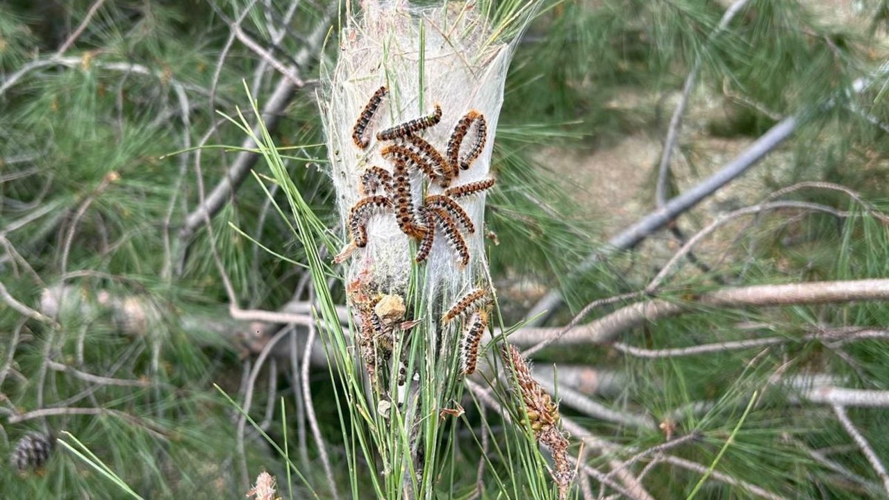 Çam kese böceğine karşı doğaya 'terminatör böcek' salındı