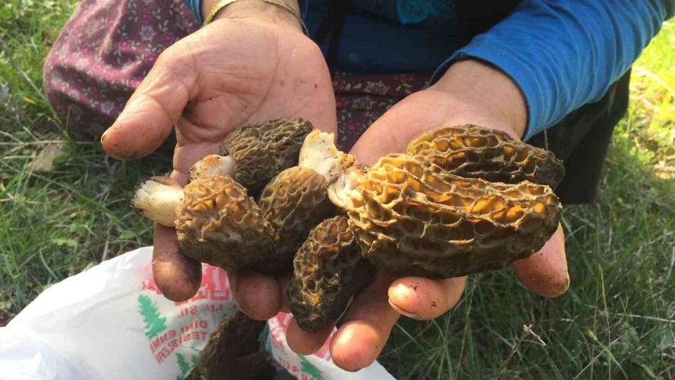 Dağlardan toplanıyor bin 500 TL' ye satılıyor