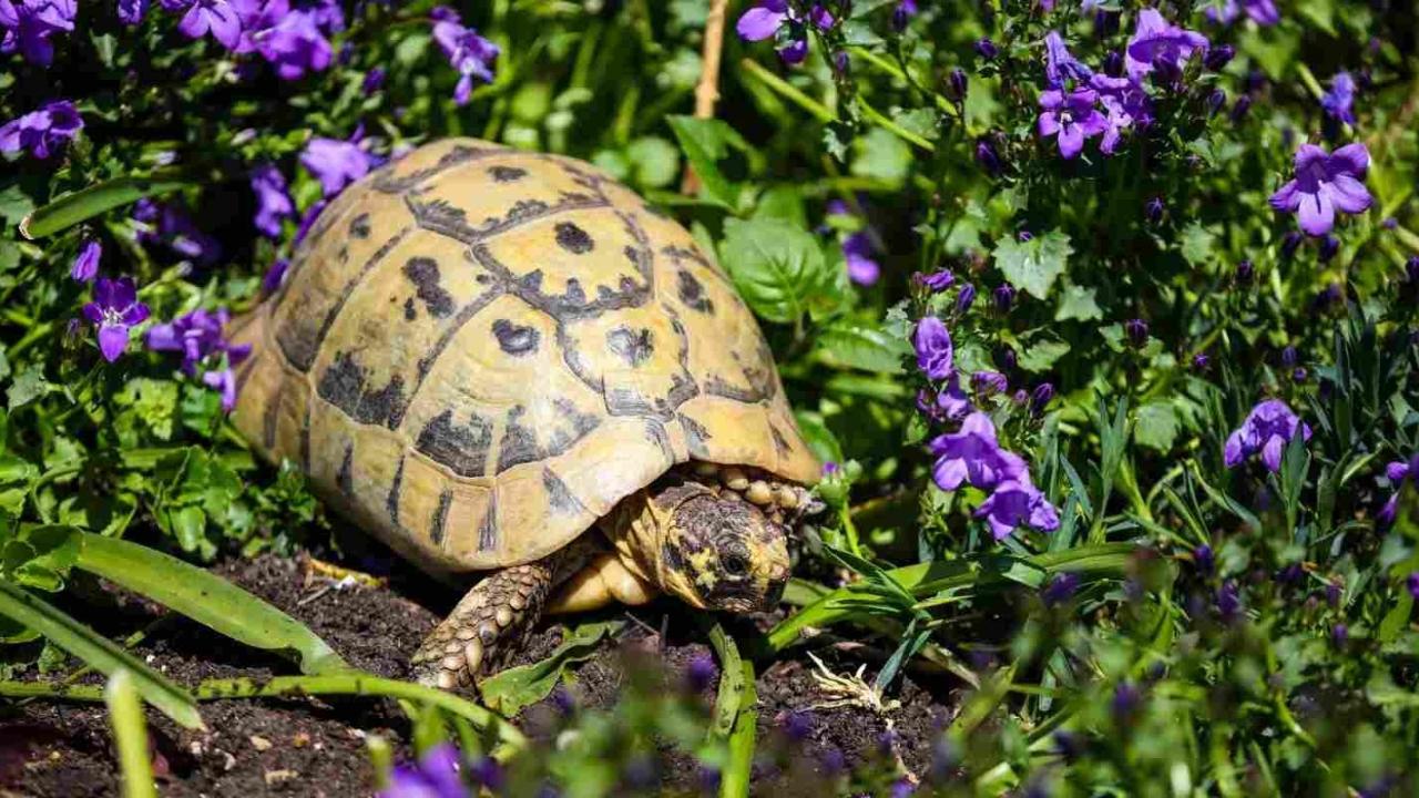 Kaplumbağanın zamanı