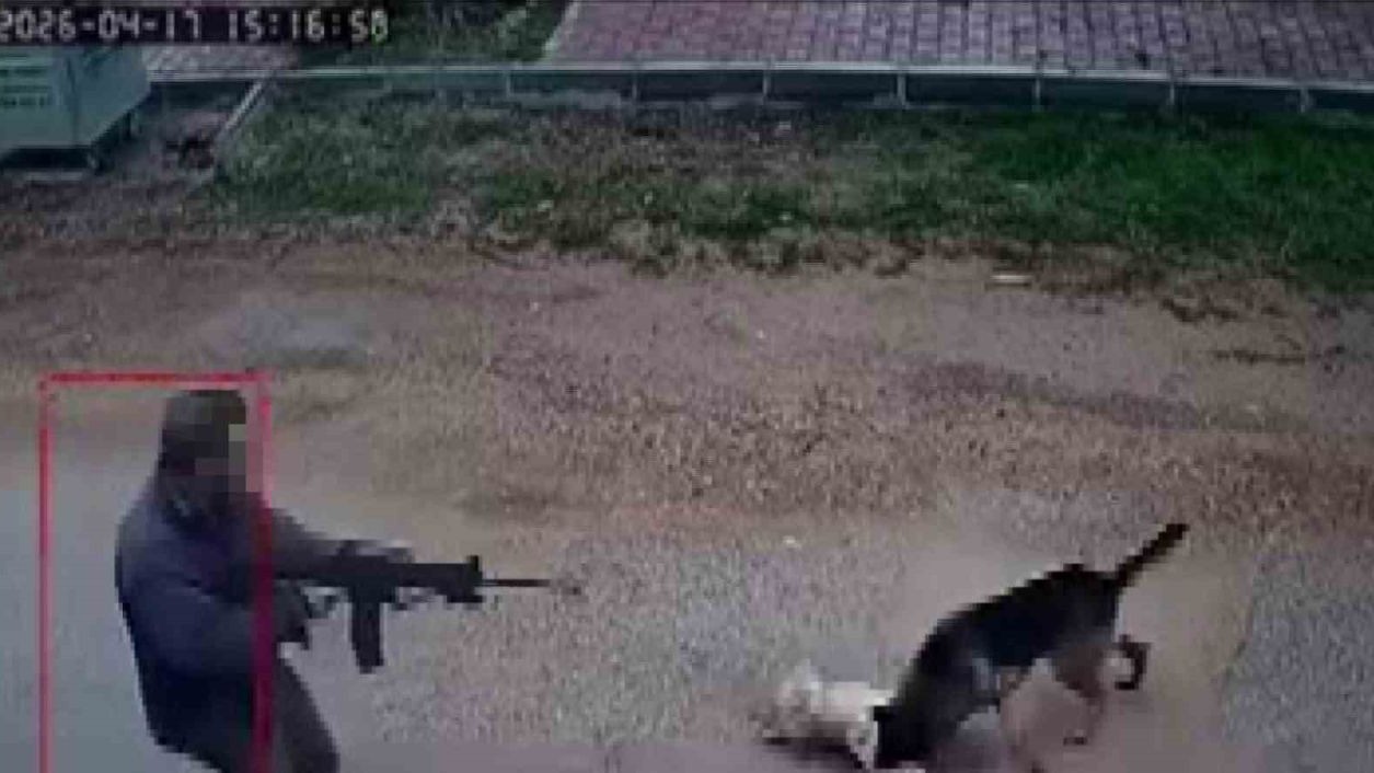 Kavga eden sokak köpeklerine tüfekle ateş edip bir köpeği öldürdü