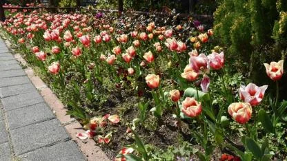 Lale zamanı başladı