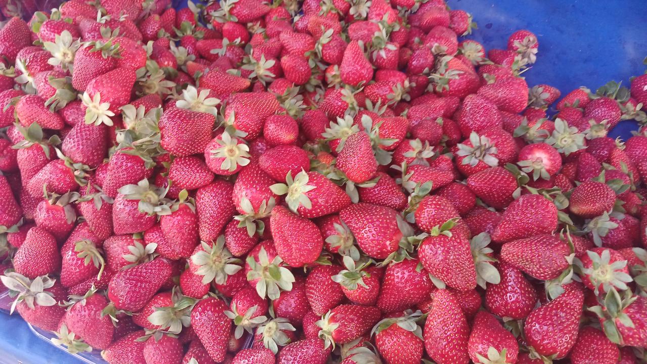 Pazarda ucuz markette cep yakıyor!