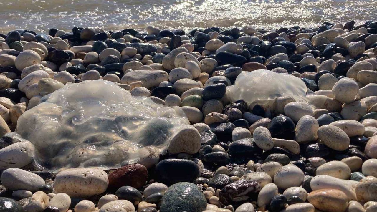 Sahile vuran denizanalarıyla ilgili uzmanı uyardı