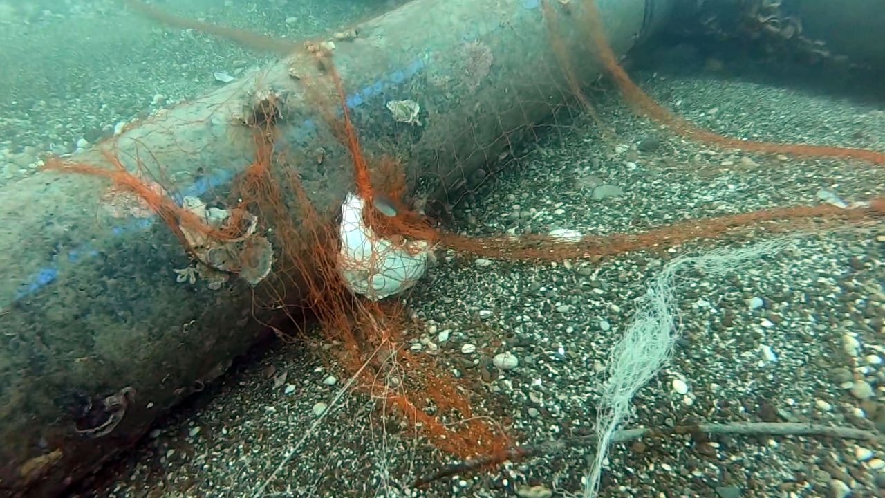 Temizlenen 'hayalet ağlar' ile 1,5 milyon deniz canlısı kurtarıldı