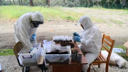 Terminatör böcekler iş başında