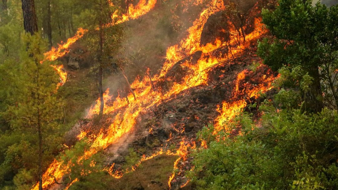 Türkiye’nin ormanları tehdit altında