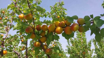 Mersin’de kayısı hasadı başladı, üretici verimden memnun