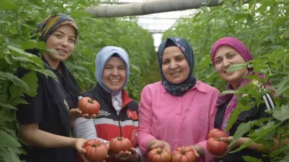 O ilçede yıllık 550 bin ton domates hasat ediliyor