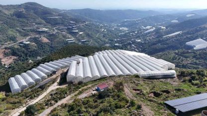 Tropikal meyvede hasat heyecanı: Kilosu 90 TL’ye kadar çıkıyor