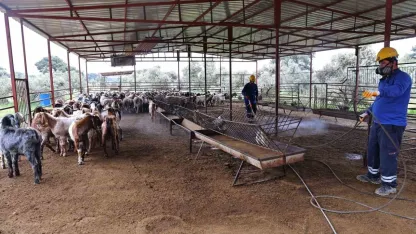 Büyükşehir’den ahırlarda karasineğe karşı mücadele