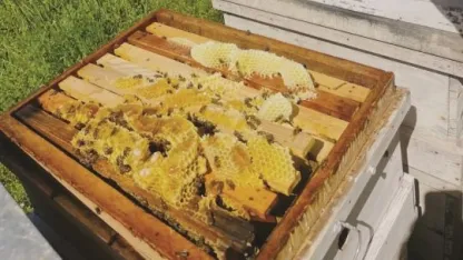 Gazipaşa’da çiçek balı hasadı başladı