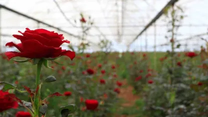 Antalya'da Anneler Günü uyarısı!