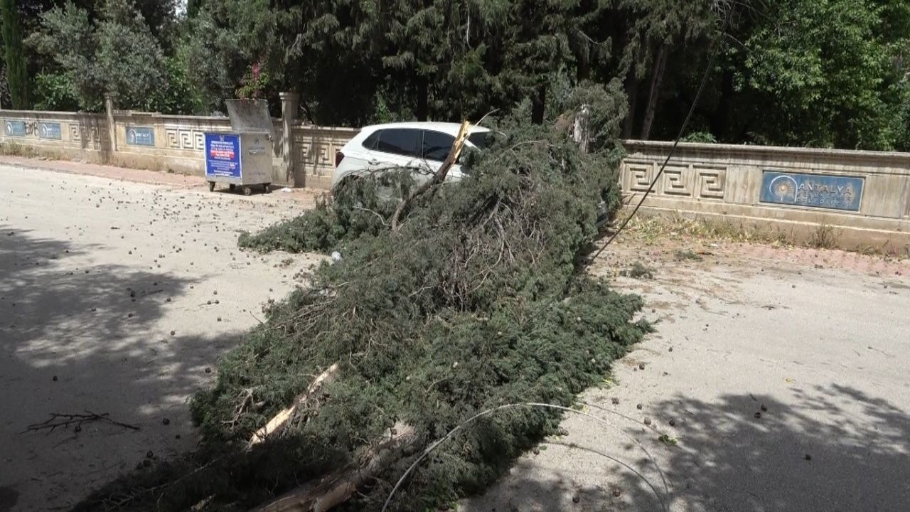 Antalya’da mezarlıktaki ağaç devrildi, park halindeki araç zarar gördü