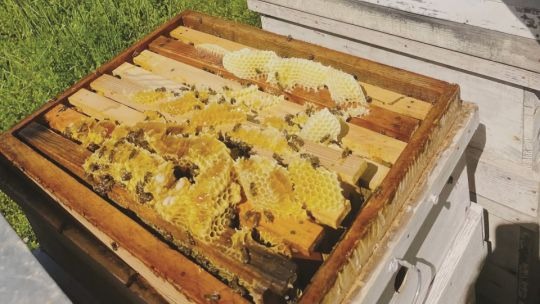Gazipaşa’da çiçek balı hasadı başladı