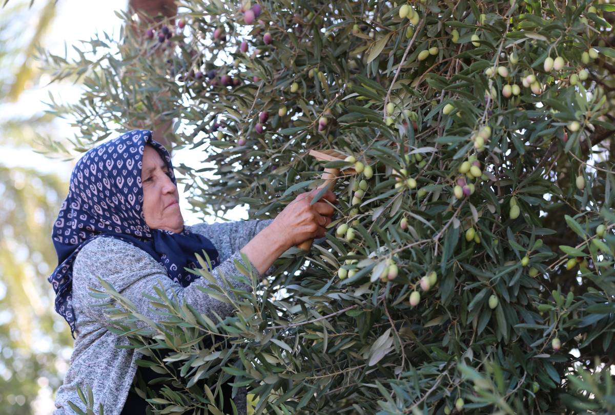 Zeytinde köklü geçmişe sahip Antalya'da coğrafi işaretli ürünler yaygınlaştırılıyor