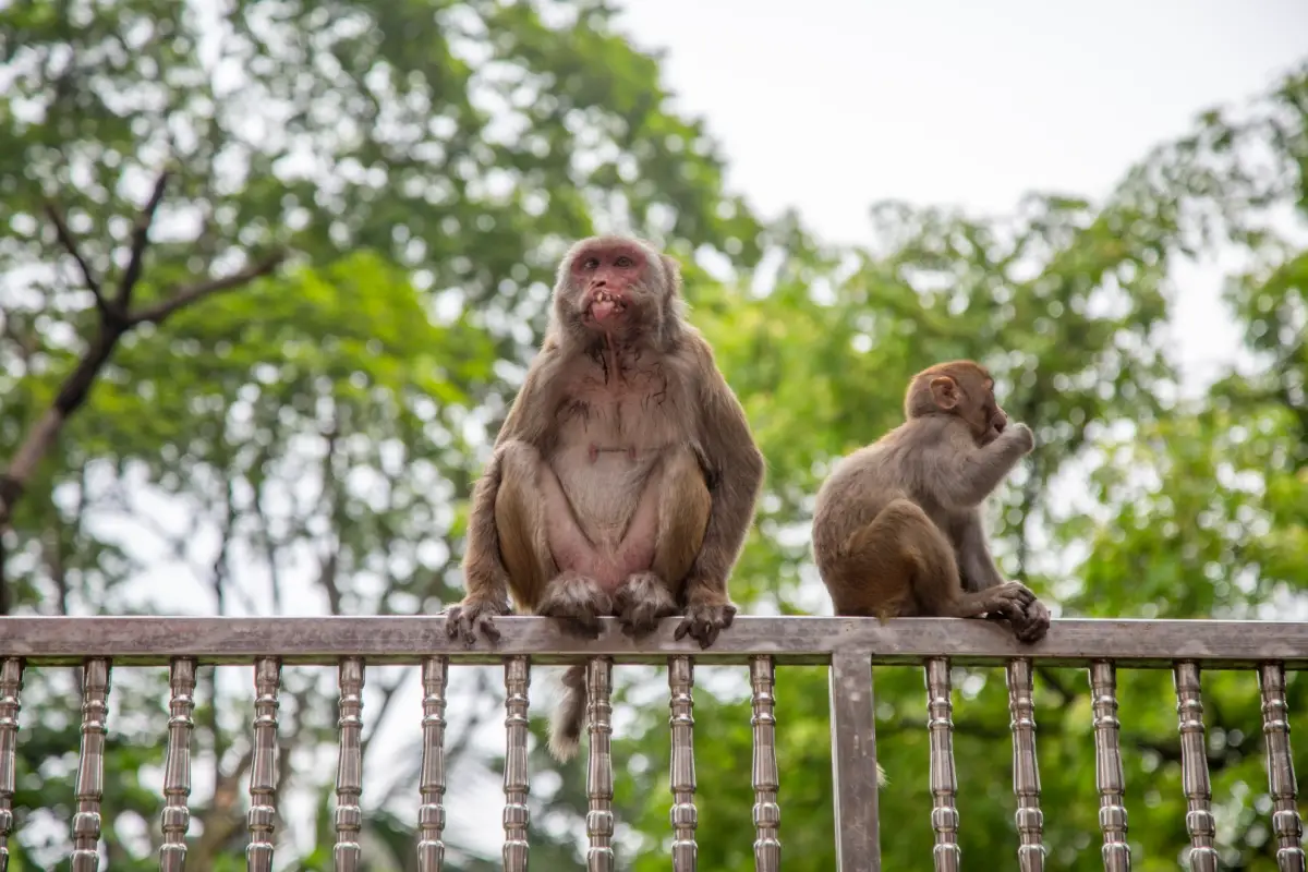 Maymun dolu kamyon devrildi!