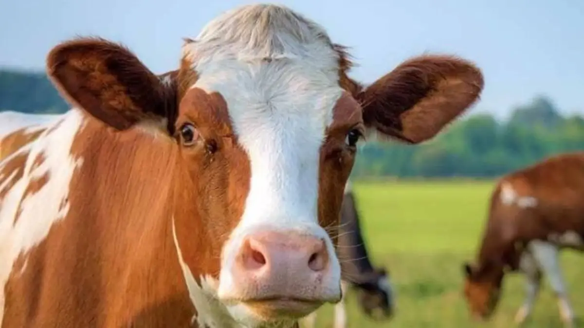 Yıllar sonra ilk kez Türkiye’de görüldü!