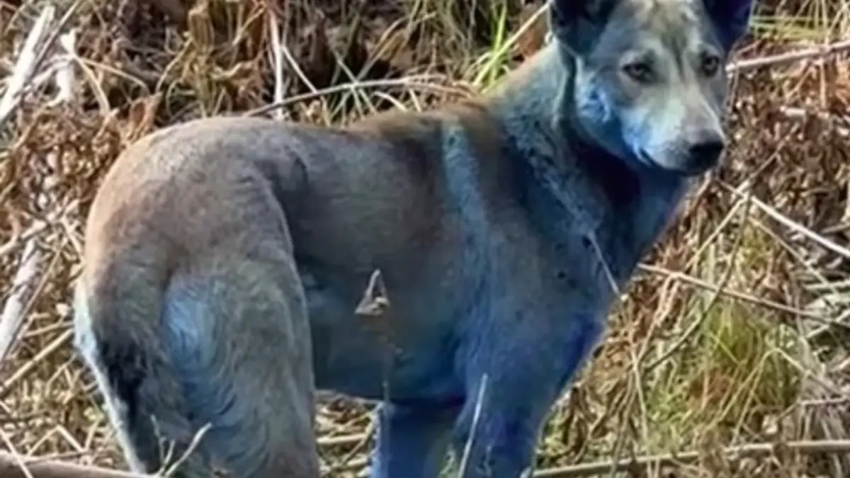 Mavi tüylü köpekler görüldü!
