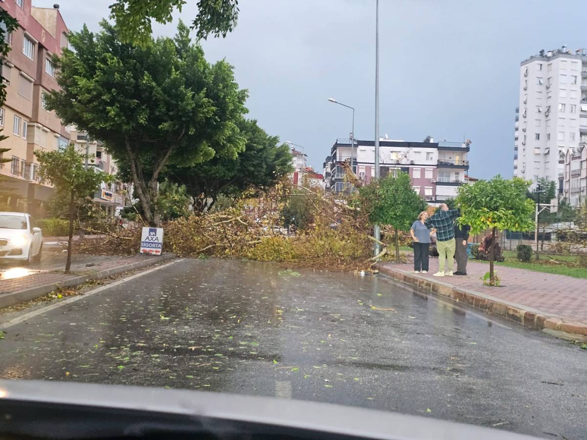 Fırtınanın etkisiyle ağaç devrildi! Yol kapandı