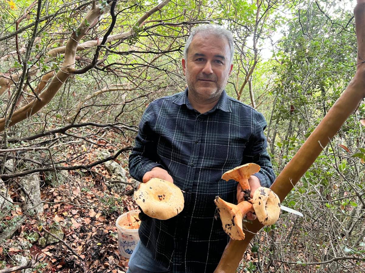 Kaş'ta ormanlık alandan toplanan mantar geçim kapısı oldu