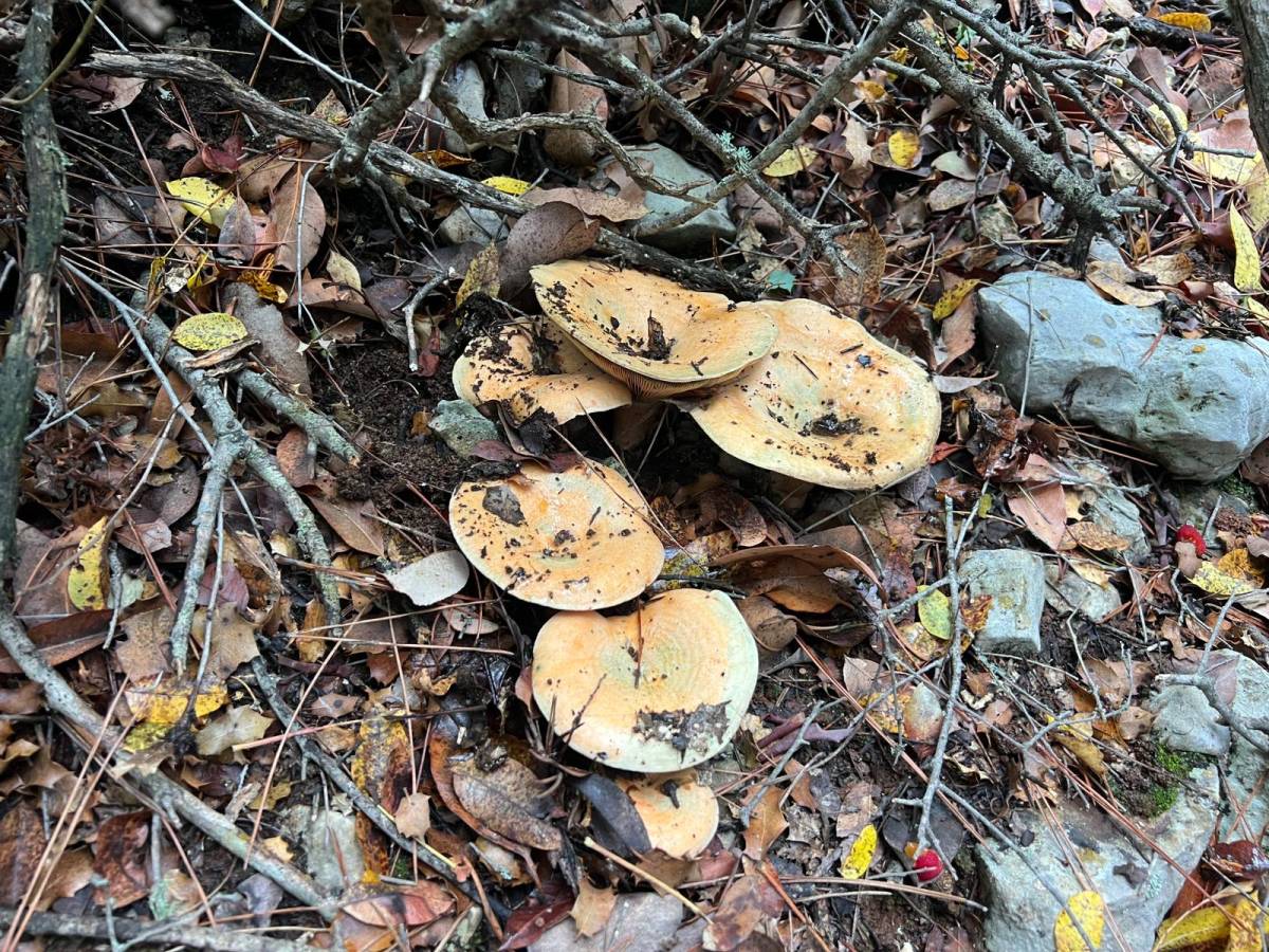 Kaş'ta ormanlık alandan toplanan mantar geçim kapısı oldu