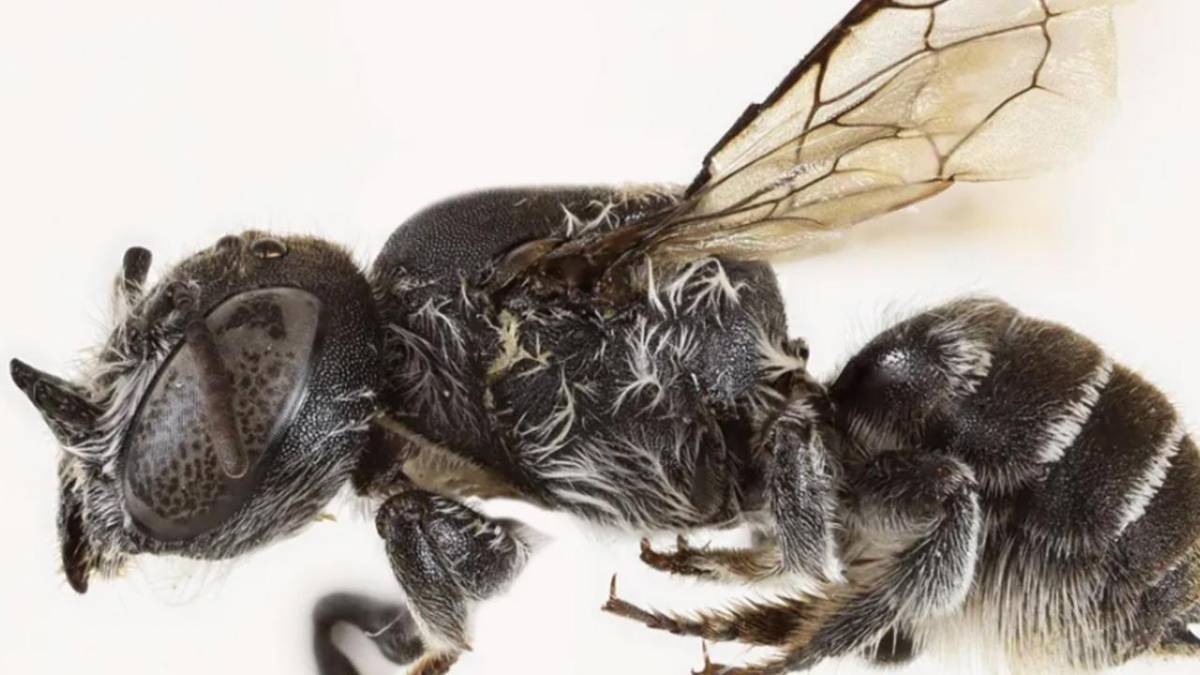 Avustralya'da yeni arı türü keşfedildi!